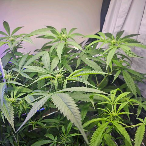 Auto Kush growlog timeline photo