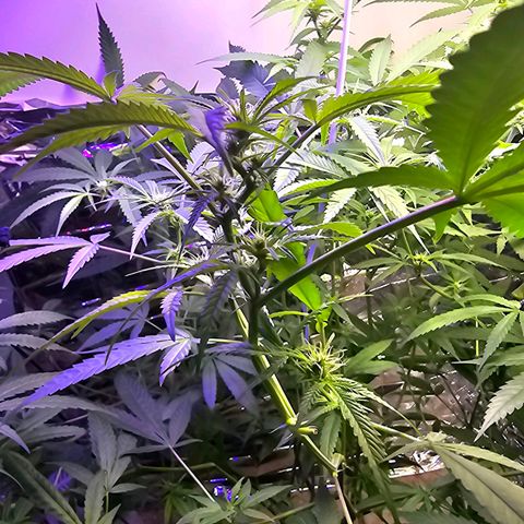 Auto Kush growlog timeline photo