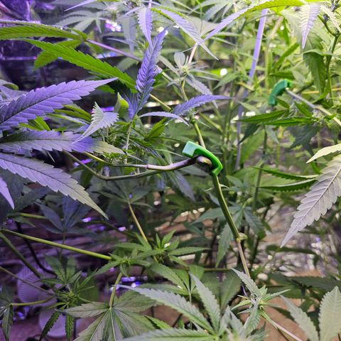 Auto Kush growlog timeline photo