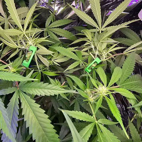 Auto Kush growlog timeline photo
