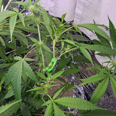 Auto Kush growlog timeline photo