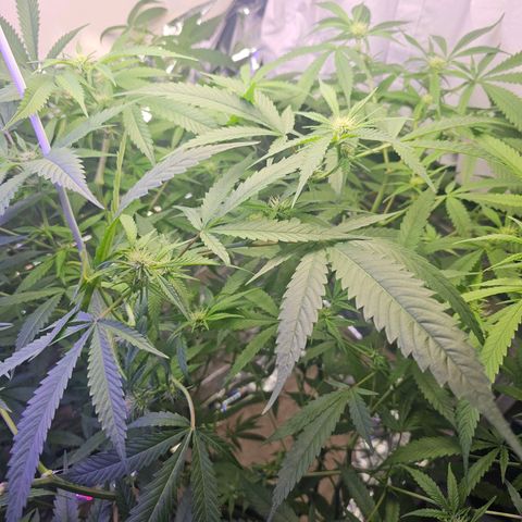 Auto Kush growlog timeline photo