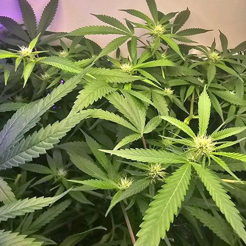 Auto Kush growlog timeline photo