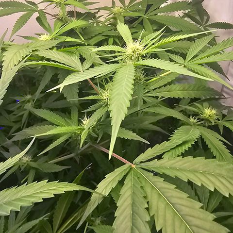 Auto Kush growlog timeline photo