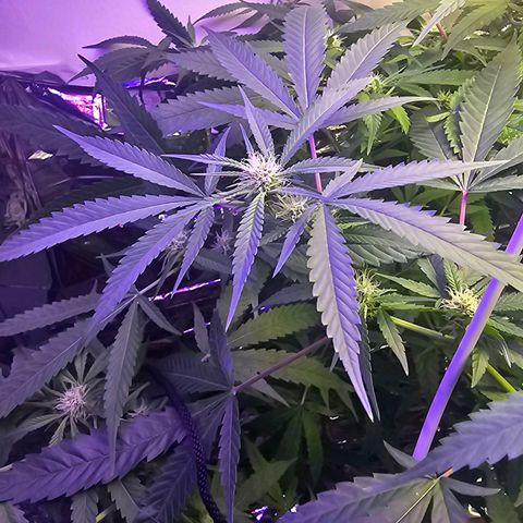 Auto Kush growlog timeline photo
