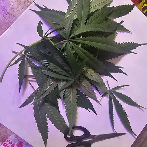 Auto Kush growlog timeline photo