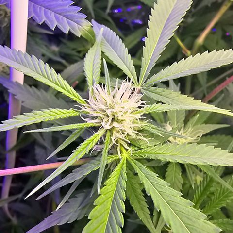 Auto Kush growlog timeline photo