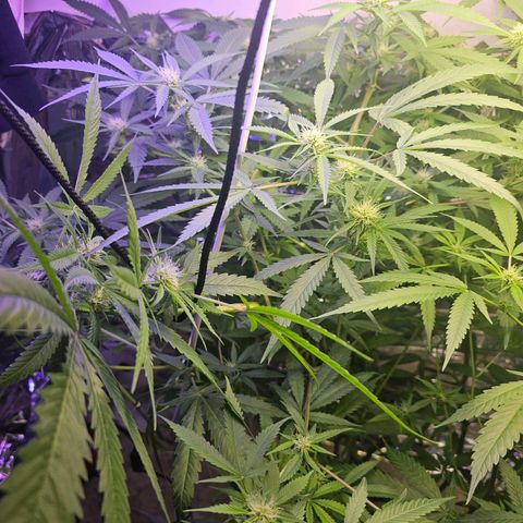 Auto Kush growlog timeline photo