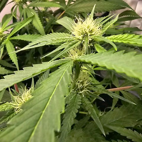 Auto Kush growlog timeline photo