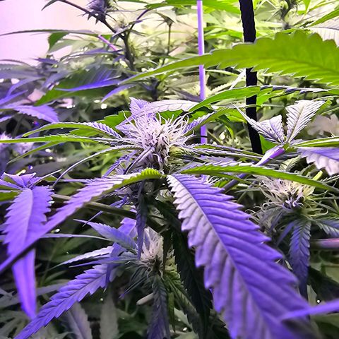 Auto Kush growlog timeline photo