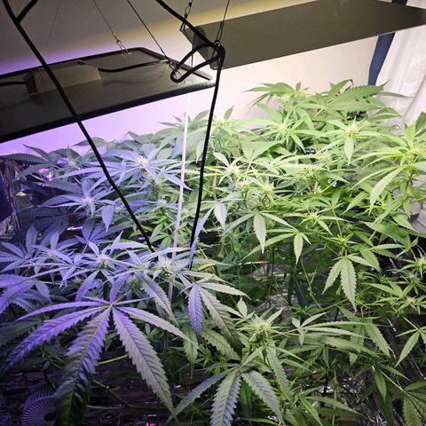 Auto Kush growlog timeline photo
