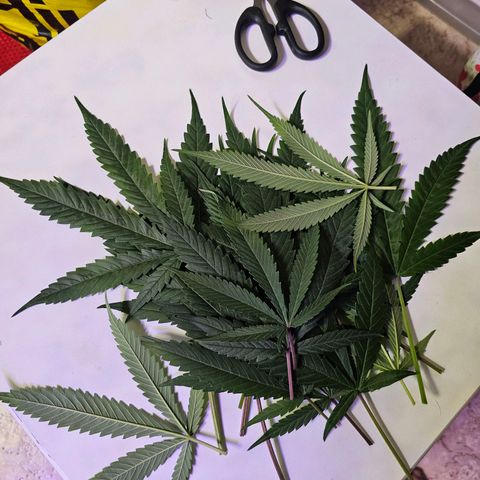Auto Kush growlog timeline photo