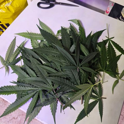 Auto Kush growlog timeline photo