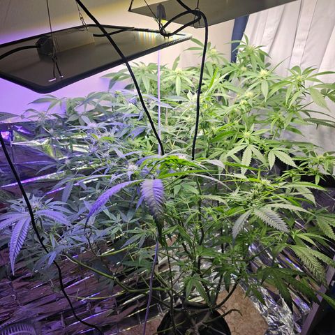 Auto Kush growlog timeline photo