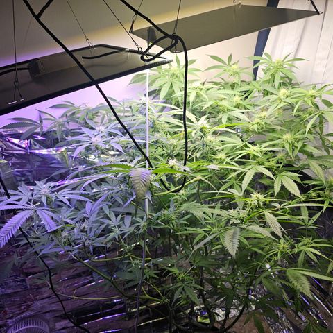 Auto Kush growlog timeline photo