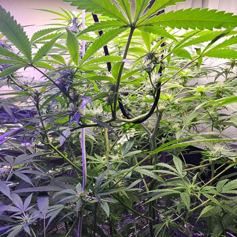 Auto Kush growlog timeline photo