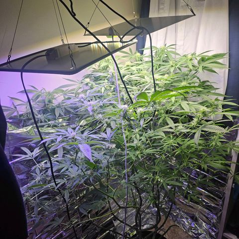 Auto Kush growlog timeline photo