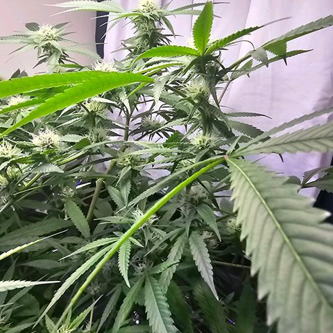 Auto Kush growlog timeline photo