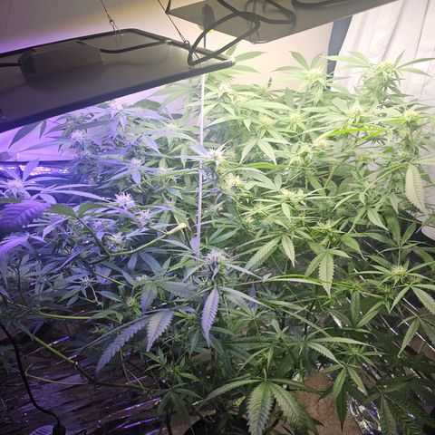 Auto Kush growlog timeline photo