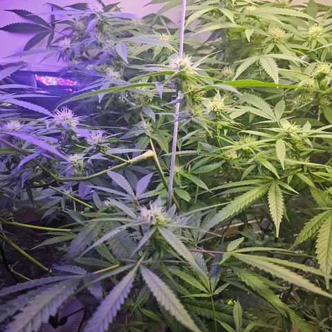 Auto Kush growlog timeline photo