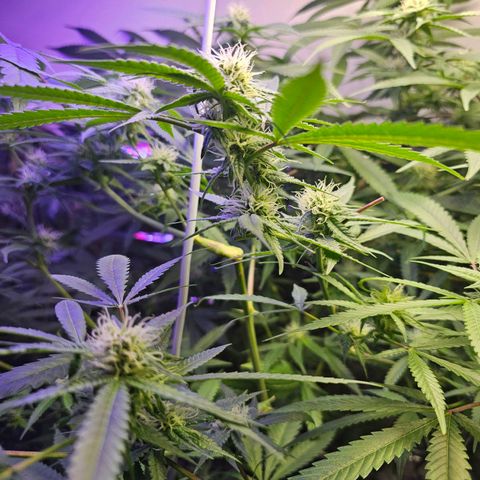 Auto Kush growlog timeline photo