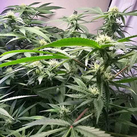 Auto Kush growlog timeline photo