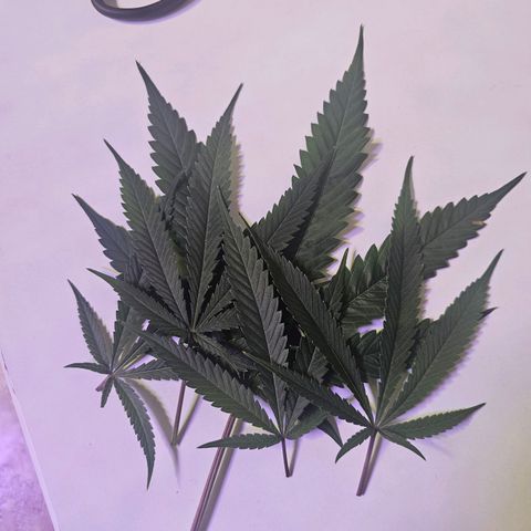 Auto Kush growlog timeline photo