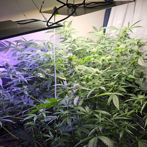 Auto Kush growlog timeline photo
