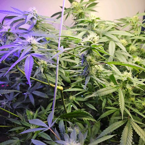 Auto Kush growlog timeline photo