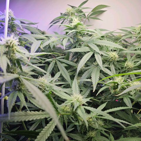 Auto Kush growlog timeline photo