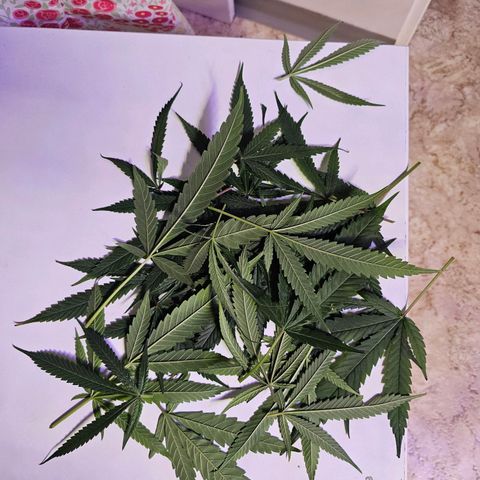 Auto Kush growlog timeline photo