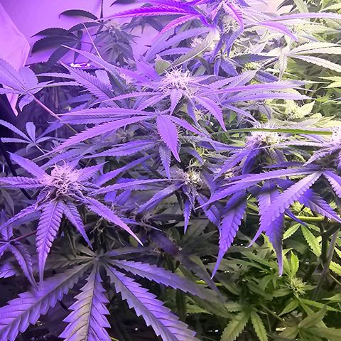 Auto Kush growlog timeline photo