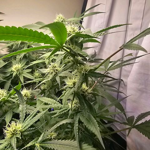 Auto Kush growlog timeline photo