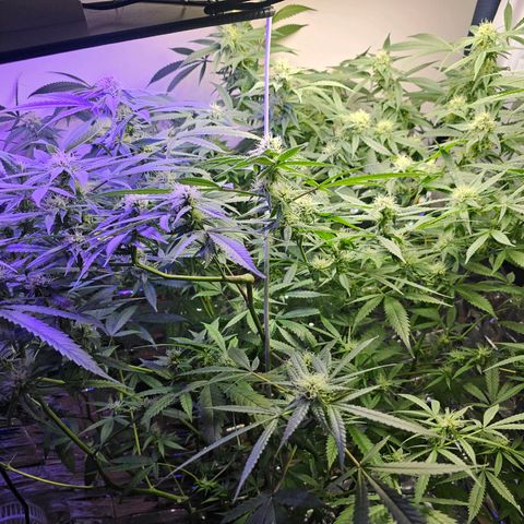 Auto Kush growlog timeline photo
