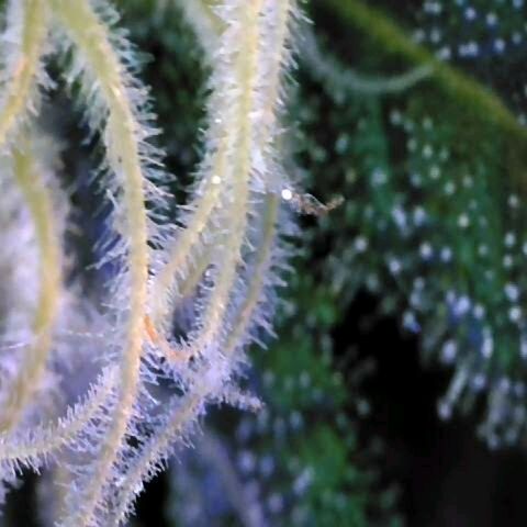 Auto Kush growlog timeline photo