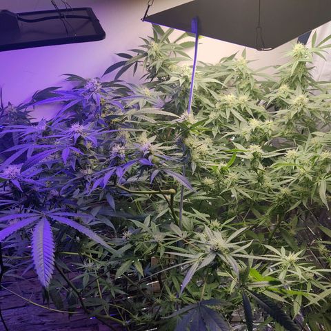 Auto Kush growlog timeline photo