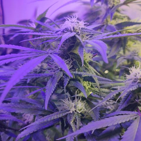 Auto Kush growlog timeline photo