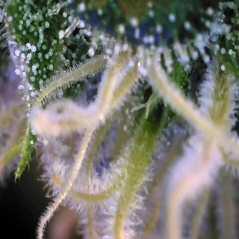 Auto Kush growlog timeline photo