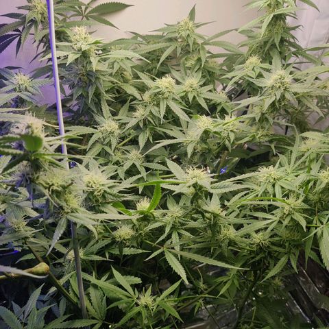 Auto Kush growlog timeline photo
