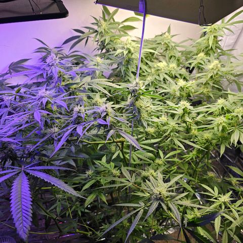 Auto Kush growlog timeline photo