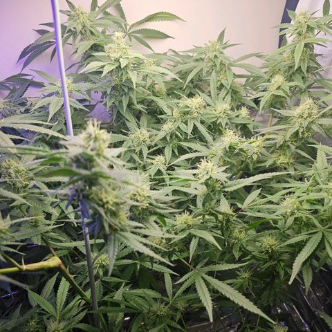 Auto Kush growlog timeline photo