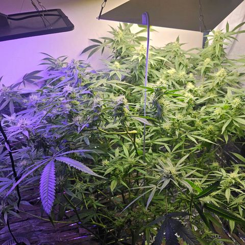 Auto Kush growlog timeline photo