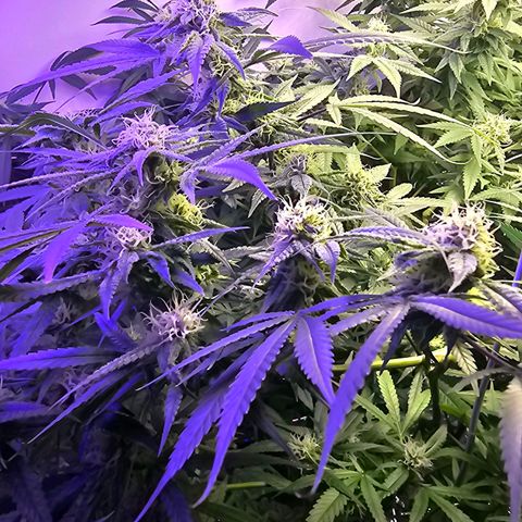 Auto Kush growlog timeline photo