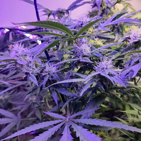 Auto Kush growlog timeline photo