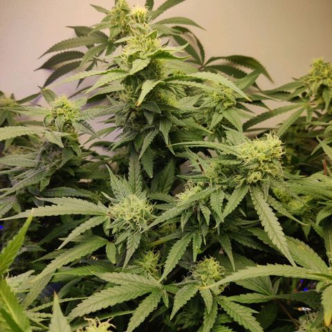 Auto Kush growlog timeline photo