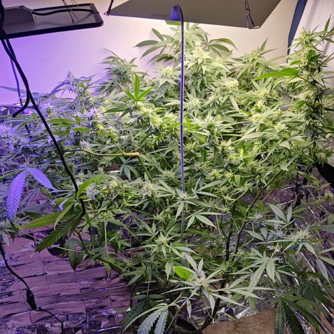 Auto Kush growlog timeline photo