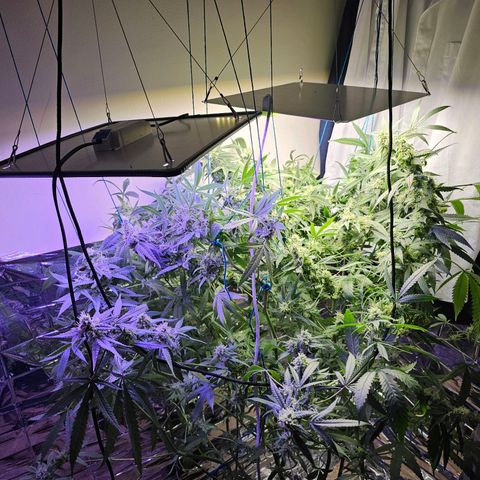 Auto Kush growlog timeline photo