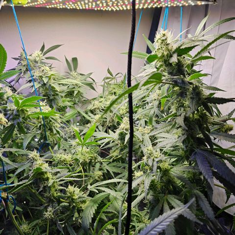 Auto Kush growlog timeline photo