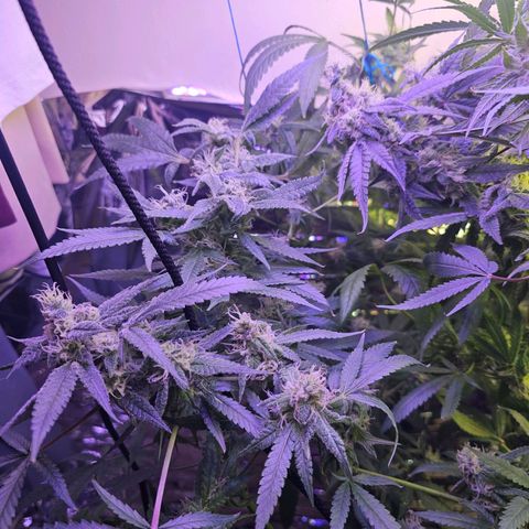 Auto Kush growlog timeline photo