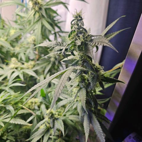 Auto Kush growlog timeline photo